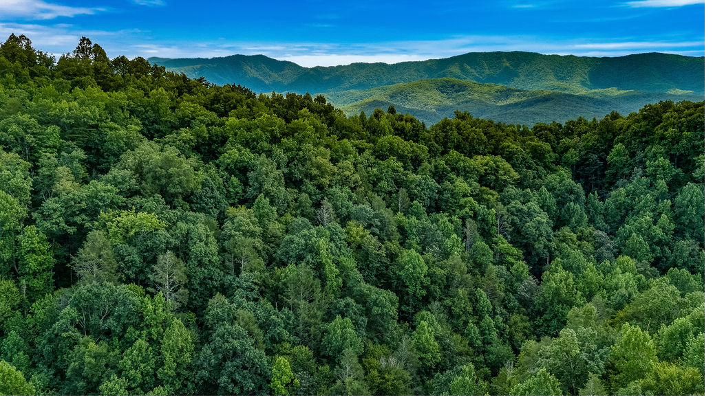 Forested Smoky Mountain ridgelines under a blue sky, seen from above The Smoky Edit in Cobbly Nob